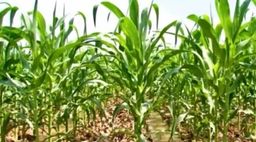 زراعة الذرة بدلاً من الأرز تضاعف دخل المزارعين في المناطق المتأثرة بالملوحة أربع مرات